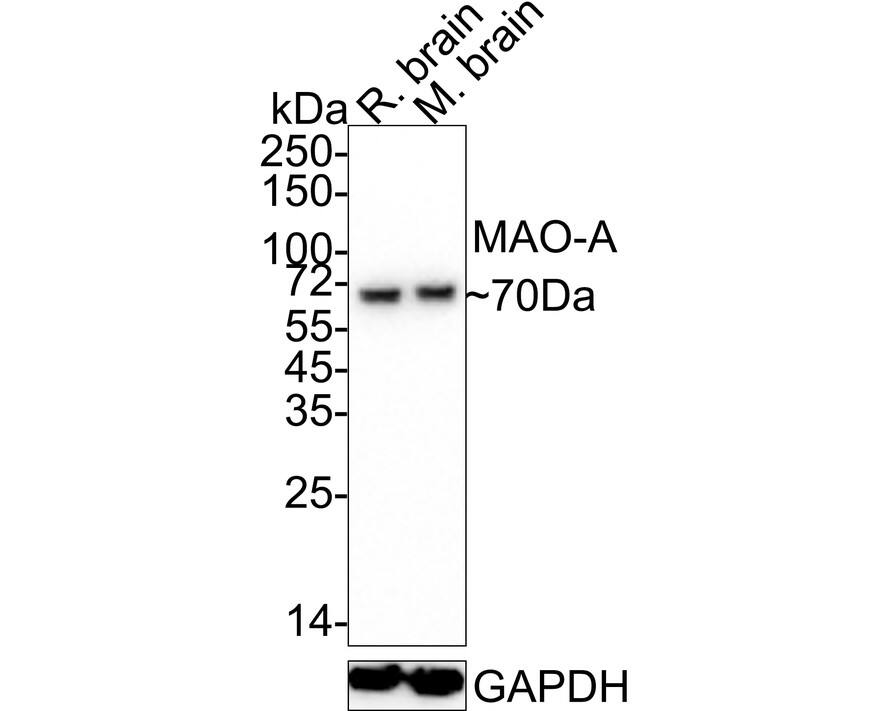Western blot analysis on different lysates with NBP3-32566 at 1/1,000 dilution. Lane 1: Rat brain tissue lysate Lane 2: Mouse brain tissue lysate Lysates/proteins at 40 µg/Lane. Predicted band size: 60 kDa Observed band size: 70 kDa Exposure time: 25 seconds;  4-20% SDS-PAGE gel. Proteins were transferred to a PVDF membrane and blocked with 5% NFDM/TBST for 1 hour at room temperature. NBP3-32566 at 1/1,000 dilution was used in 5% NFDM/TBST at 4℃ overnight. Anti-Mouse IgG Secondary Antibody at 1/5,000 dilution was used for 1 hour at room temperature.