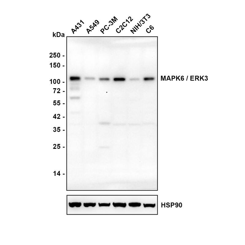 Western blot analysis on different lysates with NBP3-32567 at 1/2,000 dilution. Lane 1: A431 cell lysate Lane 2: A549 cell lysate Lane 3: PC-3M cell lysate Lane 4: C2C12 cell lysate Lane 5: NIH/3T3 cell lysate Lane 6: C6 cell lysate Lysates/proteins at 20 µg/Lane. Exposure time: 5 minutes Blocking: 5% NFDM/TBST, 1 hour at room temperature Primary antibody: NBP3-32567, 1/2,000 in 5% NFDM/TBST, overnight at 4 ℃ Secondary antibody: Goat Anti-Rabbit IgG [HRP] Secondary Antibody, 1/50,000 in 5% NFDM/TBST, 1 hour at room temperature Predicted band size: 83 kDa Observed band size: 105 kDa