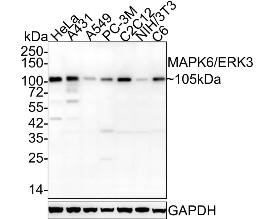 Western Blot: ERK3/MAPK6 Antibody (PSH03-39) [NBP3-32567] - Western blot analysis of ERK3/MAPK6 on different lysates with Rabbit anti-ERK3/MAPK6 antibody (NBP3-32567) at 1/2,000 dilution. Lane 1: HeLa cell lysate Lane 2: A431 cell lysate Lane 3: A549 cell lysate Lane 4: PC-3M cell lysate Lane 5: C2C12 cell lysate Lane 6: NIH/3T3 cell lysate Lane 7: C6 cell lysate Lysates/proteins at 20 ug/Lane. Predicted band size: 83 kDa Observed band size: 105 kDa Exposure time: 5 minutes; 4-20% SDS-PAGE gel. Proteins were transferred to a PVDF membrane and blocked with 5% NFDM/TBST for 1 hour at room temperature. The primary antibody (NBP3-32567) at 1/2,000 dilution was used in 5% NFDM/TBST at 4  overnight. Goat Anti-Rabbit IgG - HRP Secondary Antibody at 1/50,000 dilution was used for 1 hour at room temperature.