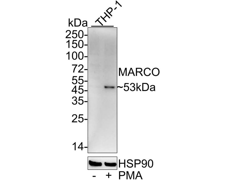 Western blot analysis on different lysates with NBP3-32568 at 1/1,000 dilution. Lane 1: THP-1 cell lysate Lane 2: THP-1 treated with 50ng/mL PMA for 72 hours cell lysate Lysates/proteins at 30 µg/Lane. Predicted band size: 53 kDa Observed band size: 53 kDa Exposure time: 3 minutes; 4-20% SDS-PAGE gel. Proteins were transferred to a PVDF membrane and blocked with 5% NFDM/TBST for 1 hour at room temperature. NBP3-32568 at 1/1,000 dilution was used in 5% NFDM/TBST at 4℃ overnight. Goat Anti-Rabbit IgG [HRP] Secondary Antibody at 1/50,000 dilution was used for 1 hour at room temperature.