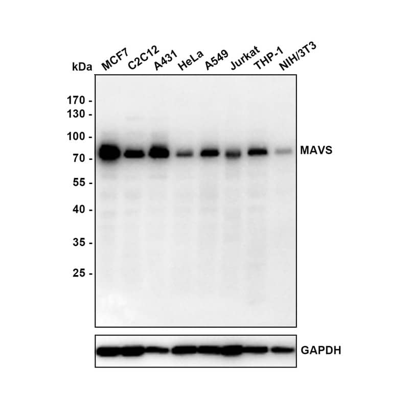 Western blot analysis on different lysates with NBP3-32569 at 1/1,000 dilution. Lane 1: MCF7 cell lysate Lane 2: C2C12 cell lysate Lane 3: A431 cell lysate Lane 4: HeLa cell lysate Lane 5: A549 cell lysate Lane 6: Jurkat cell lysate Lane 7: THP-1 cell lysate Lane 8: NIH/3T3 cell lysate Lysates/proteins at 10 µg/Lane. Predicted band size: 56 kDa Observed band size: 75 kDa The molecular weight observed is consistent with that described in the literature (PMID: 16125763 and 30460894) Exposure time: 10 seconds; 10% SDS-PAGE gel. Proteins were transferred to a PVDF membrane and blocked with 5% NFDM/TBST for 1 hour at room temperature. NBP3-32569 at 1/1,000 dilution was used in 5% NFDM/TBST at room temperature for 2 hours. Goat Anti-Rabbit IgG [HRP] Secondary Antibody at 1:200,000 dilution was used for 1 hour at room temperature.