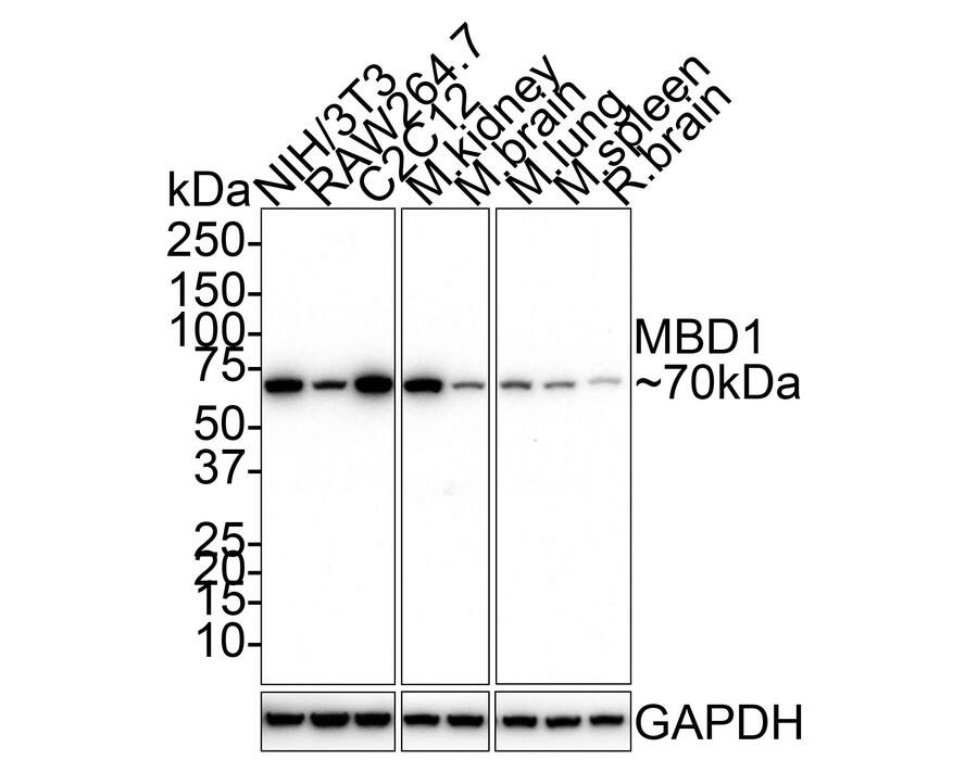 Western Blot MBD1 Antibody (PSH01-79)