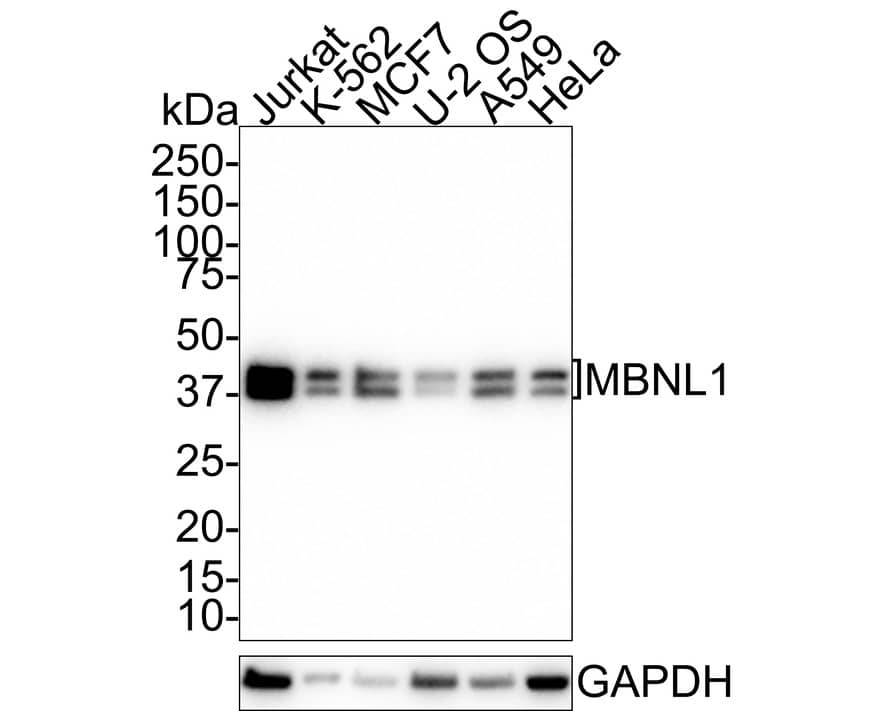 Western Blot: Muscleblind-like 1 Antibody (JE38-34) [NBP3-32573] - Western blot analysis of Muscleblind-like 1 on different lysates with Rabbit anti-Muscleblind-like 1 antibody (NBP3-32573) at 1/1,000 dilution. Lane 1: Jurkat cell lysate Lane 2: K-562 cell lysate Lane 3: MCF7 cell lysate Lane 4: U-2 OS cell lysate Lane 5: A549 cell lysate Lane 6: HeLa cell lysate Lysates/proteins at 20 ug/Lane. Predicted band size: 42 kDa Observed band size: 37/42 kDa Exposure time: 2 minutes 33 seconds; 4-20% SDS-PAGE gel. Proteins were transferred to a PVDF membrane and blocked with 5% NFDM/TBST for 1 hour at room temperature. The primary antibody (NBP3-32573) at 1/1,000 dilution was used in 5% NFDM/TBST at 4  overnight. Goat Anti-Rabbit IgG - HRP Secondary Antibody at 1:100,000 dilution was used for 1 hour at room temperature.