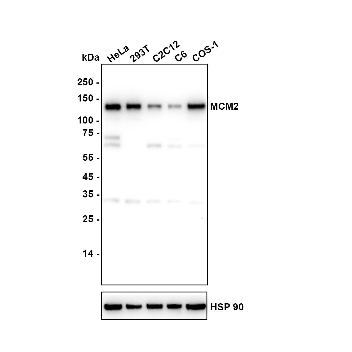 Western blot analysis on different lysates with NBP3-32576 at 1/5,000 dilution. Lane 1: HeLa (Human cervical adenocarcinoma cell) cell lysate Lane 2: 293T (Human embryonic kidney cell) cell lysate Lane 3: C2C12 (Mouse myoblast) cell lysate Lane 4: C6 (Rat glioma cell) cell lysate Lane 5: COS-1 (African green monkey kidney fibroblast) cell lysate Lysates/proteins at 15 µg/Lane. Exposure time: 11 seconds Blocking: 5% NFDM/TBST, 1 hour at room temperature Primary antibody: NBP3-32576, 1/5,000 in primary antibody dilution buffer, overnight at 4 ℃ Secondary antibody: Goat Anti-Rabbit IgG [HRP] Secondary Antibody, 1/50,000 in 5% NFDM/TBST, 1 hour at room temperature Predicted band size: 102 kDa Observed band size: 125 kDa