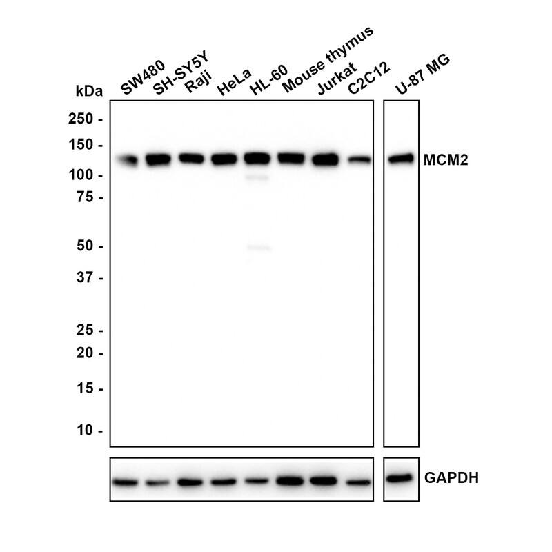 Western blot analysis on different lysates with NBP3-32577 at 1/1,000 dilution. Lane 1: SW480 cell lysate (20 µg/Lane) Lane 2: SH-SY5Y cell lysate (20 µg/Lane) Lane 3: Raji cell lysate (20 µg/Lane) Lane 4: HeLa cell lysate (20 µg/Lane) Lane 5: HL-60 cell lysate (20 µg/Lane) Lane 6: Mouse thymus tissue lysate (40 µg/Lane) Lane 7: Jurkat cell lysate (20 µg/Lane) Lane 8: C2C12 cell lysate (20 µg/Lane) Lane 9: U-87 MG cell lysate (20 µg/Lane) Predicted band size: 102 kDa Observed band size: 130 kDa Exposure time: 40 seconds; 4-20% SDS-PAGE gel. Proteins were transferred to a PVDF membrane and blocked with 5% NFDM/TBST for 1 hour at room temperature. NBP3-32577 at 1/1,000 dilution was used in 5% NFDM/TBST at room temperature for 2 hours. Goat Anti-Rabbit IgG [HRP] Secondary Antibody at 1:100,000 dilution was used for 1 hour at room temperature.