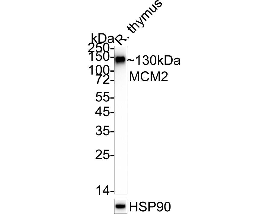 Western blot analysis of  rat thymus tissue lysates with NBP3-32577 at 1/1,000 dilution. Lysates/proteins at 40 µg/Lane. Predicted band size: 102 kDa Observed band size: 130 kDa Exposure time: 17 seconds;  4-20% SDS-PAGE gel. Proteins were transferred to a PVDF membrane and blocked with 5% NFDM/TBST for 1 hour at room temperature. NBP3-32577 at 1/1,000 dilution was used in 5% NFDM/TBST at 4℃ overnight. Goat Anti-Rabbit IgG [HRP] Secondary Antibody at 1/50,000 dilution was used for 1 hour at room temperature.