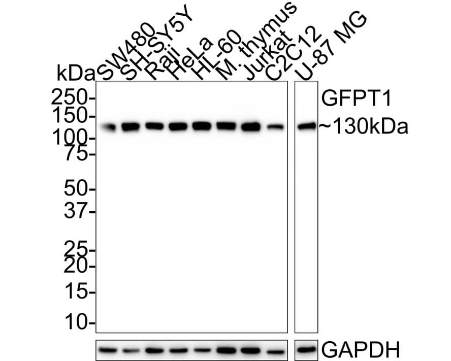 Western Blot: MCM2 Antibody (JE42-39) [NBP3-32577] - Western blot analysis of MCM2 on different lysates with Rabbit anti-MCM2 antibody (NBP3-32577) at 1/1,000 dilution. Lane 1: SW480 cell lysate (20 ug/Lane) Lane 2: SH-SY5Y cell lysate (20 ug/Lane) Lane 3: Raji cell lysate (20 ug/Lane) Lane 4: HeLa cell lysate (20 ug/Lane) Lane 5: HL-60 cell lysate (20 ug/Lane) Lane 6: Mouse thymus tissue lysate (40 ug/Lane) Lane 7: Jurkat cell lysate (20 ug/Lane) Lane 8: C2C12 cell lysate (20 ug/Lane) Lane 9: U-87 MG cell lysate (20 ug/Lane) Predicted band size: 102 kDa Observed band size: 130 kDa Exposure time: 40 seconds; 4-20% SDS-PAGE gel. Proteins were transferred to a PVDF membrane and blocked with 5% NFDM/TBST for 1 hour at room temperature. The primary antibody (NBP3-32577) at 1/1,000 dilution was used in 5% NFDM/TBST at room temperature for 2 hours. Goat Anti-Rabbit IgG - HRP Secondary Antibody at 1:100,000 dilution was used for 1 hour at room temperature.