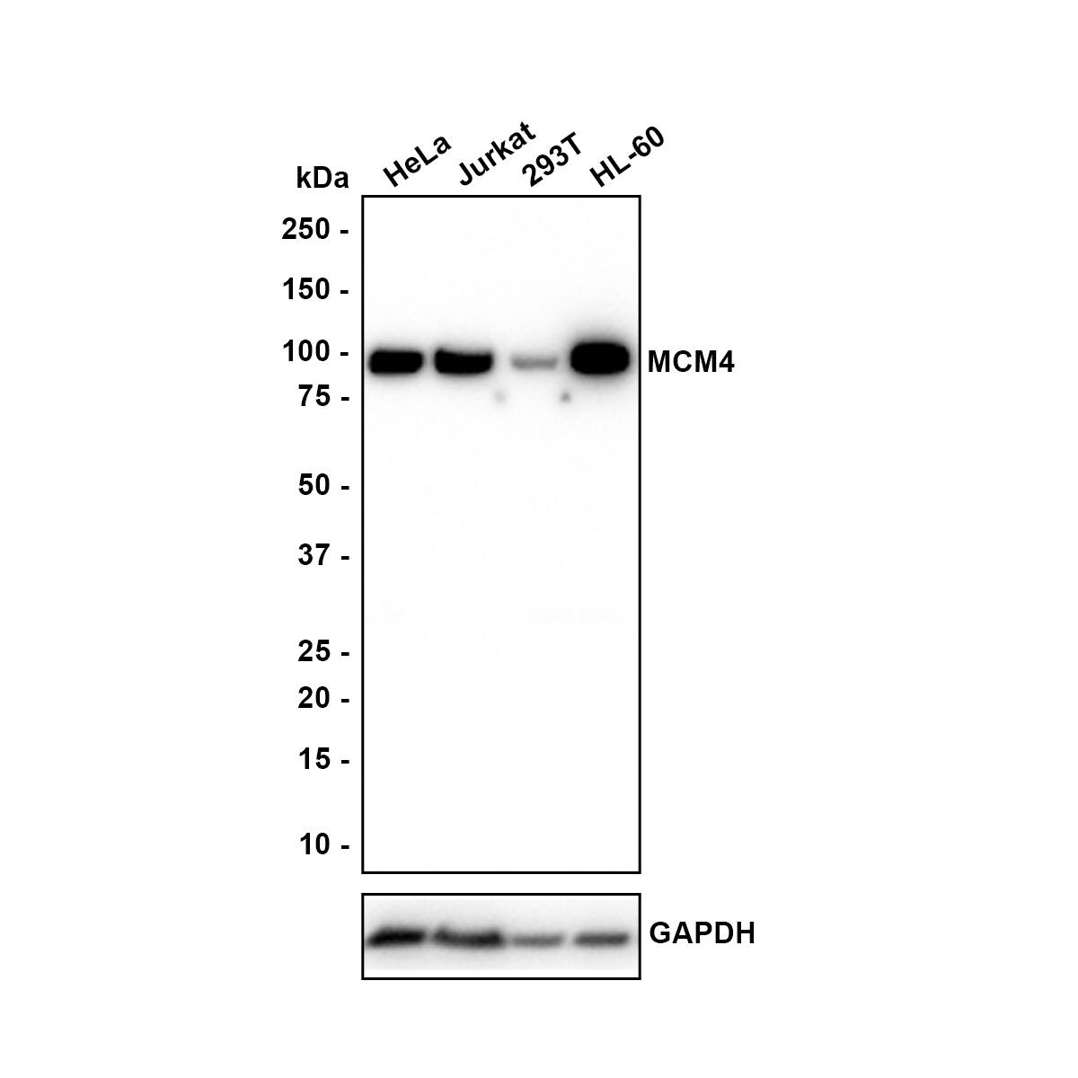 Western blot analysis on different lysates with NBP3-32578 at 1/1,000 dilution. Lane 1: HeLa cell lysate Lane 2: Jurkat cell lysate Lane 3: 293T cell lysate Lane 4: HL-60 cell lysate Lysates/proteins at 40 µg/Lane. Predicted band size: 97 kDa Observed band size: 97 kDa Exposure time: 1 minute; 4-20% SDS-PAGE gel. Proteins were transferred to a PVDF membrane and blocked with 5% NFDM/TBST for 1 hour at room temperature. NBP3-32578 at 1/1,000 dilution was used in 5% NFDM/TBST at room temperature for 2 hours. Goat Anti-Rabbit IgG [HRP] Secondary Antibody at 1:100,000 dilution was used for 1 hour at room temperature.