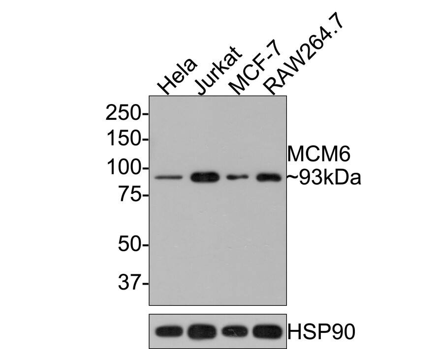 Western blot analysis on different lysates with NBP3-32579 at 1/500 dilution. Lane 1: Hela cell lysate Lane 2: Jurkat cell lysate Lane 3: MCF-7 cell lysate Lane 4: RAW264.7 cell lysate Lysates/proteins at 10 µg/Lane. Predicted band size: 93 kDa Observed band size: 93 kDa Exposure time: 2 minutes; 8% SDS-PAGE gel. Proteins were transferred to a PVDF membrane and blocked with 5% NFDM/TBST for 1 hour at room temperature. NBP3-32579 at 1/500 dilution was used in 5% NFDM/TBST at room temperature for 2 hours. Goat Anti-Rabbit IgG [HRP] Secondary Antibody at 1:300,000 dilution was used for 1 hour at room temperature.