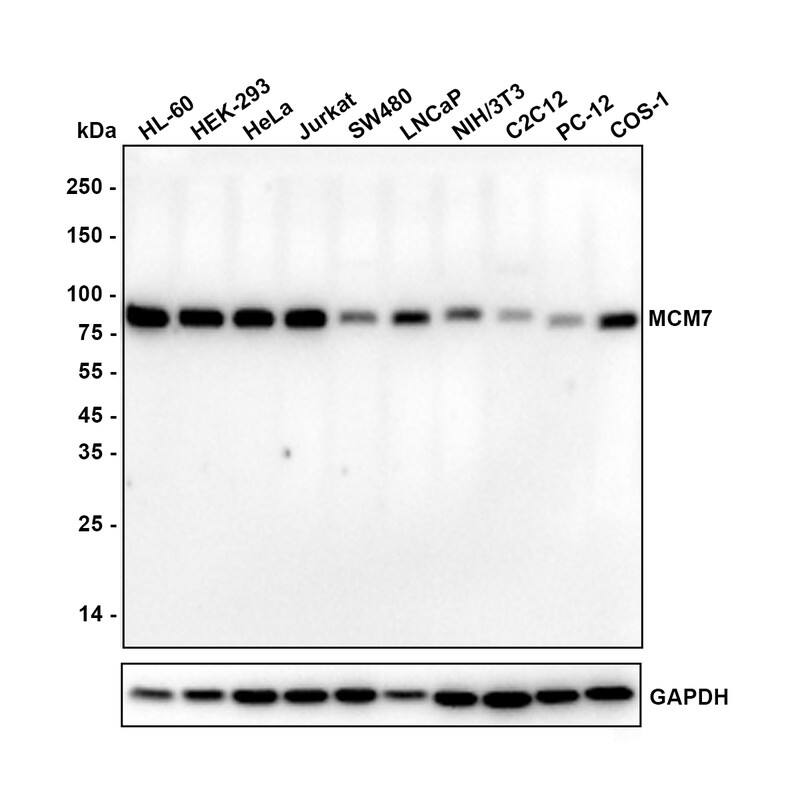 Western blot analysis on different lysates with NBP3-32580 at 1/1,000 dilution. Lane 1: HL-60 cell lysate Lane 2: HEK-293 cell lysate Lane 3: HeLa cell lysate Lane 4: Jurkat cell lysate Lane 5: SW480 cell lysate Lane 6: LNCaP cell lysate Lane 7: NIH/3T3 cell lysate Lane 8: C2C12 cell lysate Lane 9: PC-12 cell lysate Lane 10: COS-1 cell lysate Lysates/proteins at 20 µg/Lane. Predicted band size: 81 kDa Observed band size: 81 kDa Exposure time: 1 minute 55 seconds; 4-20% SDS-PAGE gel. Proteins were transferred to a PVDF membrane and blocked with 5% NFDM/TBST for 1 hour at room temperature. NBP3-32580 at 1/1,000 dilution was used in 5% NFDM/TBST at 4℃ overnight. Goat anti-Mouse IgG [HRP] at 1/50,000 dilution was used for 1 hour at room temperature.