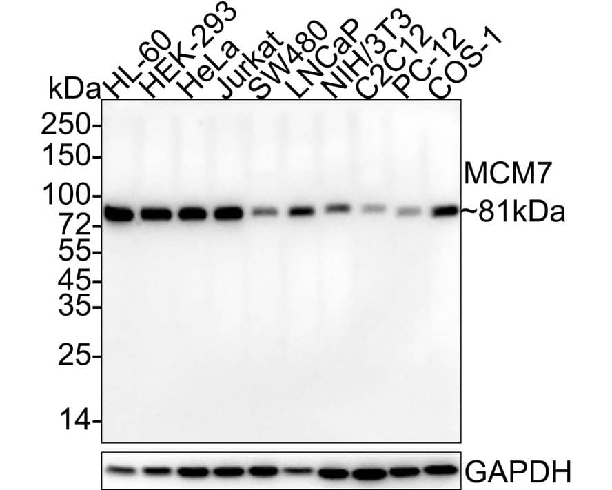 Western Blot: MCM7 Antibody (15E1-R) [NBP3-32580] - Western blot analysis of MCM7 on different lysates with Mouse anti-MCM7 antibody (NBP3-32580) at 1/1,000 dilution. Lane 1: HL-60 cell lysate Lane 2: HEK-293 cell lysate Lane 3: HeLa cell lysate Lane 4: Jurkat  cell lysate Lane 5: SW480 cell lysate Lane 6: LNCaP cell lysate Lane 7: NIH/3T3 cell lysate Lane 8: C2C12 cell lysate Lane 9: PC-12 cell lysate Lane 10: COS-1 cell lysate Lysates/proteins at 20 ug/Lane. Predicted band size: 81 kDa Observed band size: 81 kDa Exposure time: 1 minute 55 seconds; 4-20% SDS-PAGE gel. Proteins were transferred to a PVDF membrane and blocked with 5% NFDM/TBST for 1 hour at room temperature. The primary antibody (NBP3-32580) at 1/1,000 dilution was used in 5% NFDM/TBST at 4  overnight. Goat Anti-Mouse IgG - HRP Secondary Antibody at 1/50,000 dilution was used for 1 hour at room temperature.