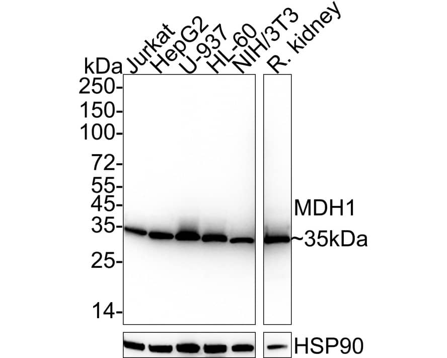 Western Blot: MDH1 Antibody (JE35-03) [NBP3-32582] - Western blot analysis of MDH1 on different lysates with Rabbit anti-MDH1 antibody (NBP3-32582) at 1/1,000 dilution. Lane 1: Jurkat cell lysate (20 ug/Lane) Lane 2: HepG2 cell lysate (20 ug/Lane) Lane 3: U-937 cell lysate (20 ug/Lane) Lane 4: HL-60 cell lysate (20 ug/Lane) Lane 5: NIH/3T3 cell lysate (20 ug/Lane) Lane 6: Rat kidney tissue lysate (40 ug/Lane) Predicted band size: 36 kDa Observed band size: 35 kDa Exposure time: 6 seconds; ECL; 4-20% SDS-PAGE gel. Proteins were transferred to a PVDF membrane and blocked with 5% NFDM/TBST for 1 hour at room temperature. The primary antibody (NBP3-32582) at 1/1,000 dilution was used in 5% NFDM/TBST at 4  overnight. Goat Anti-Rabbit IgG - HRP Secondary Antibody at 1/50,000 dilution was used for 1 hour at room temperature.