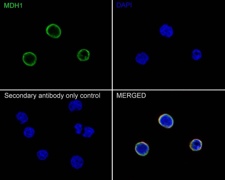 Immunocytochemistry/ Immunofluorescence: MDH1 Antibody (JE35-03) [NBP3-32582] - Immunocytochemistry analysis of U-937 cells labeling MDH1 with Rabbit anti-MDH1 antibody (NBP3-32582) at 1/100 dilution. Cells were fixed in 4% paraformaldehyde for 20 minutes at room temperature, permeabilized with 0.1% Triton X-100 in PBS for 5 minutes at room temperature, then blocked with 1% BSA in 10% negative goat serum for 1 hour at room temperature. Cells were then incubated with Rabbit anti-MDH1 antibody (NBP3-32582) at 1/100 dilution in 1% BSA in PBST overnight at 4 ℃. Goat Anti-Rabbit IgG H&L (iFluor™ 488) was used as the secondary antibody at 1/1,000 dilution. PBS instead of the primary antibody was used as the secondary antibody only control. Nuclear DNA was labelled in blue with DAPI. Beta tubulin (red) was stained at 1/100 dilution overnight at +4℃. Goat Anti-Mouse IgG H&L (iFluor™ 594) was used as the secondary antibody at 1/1,000 dilution.