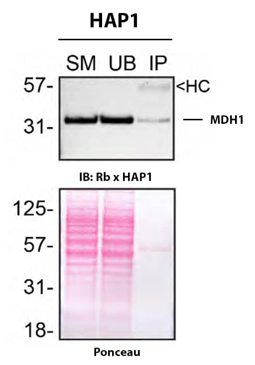 Immunoprecipitation MDH1 Antibody (JE35-03)