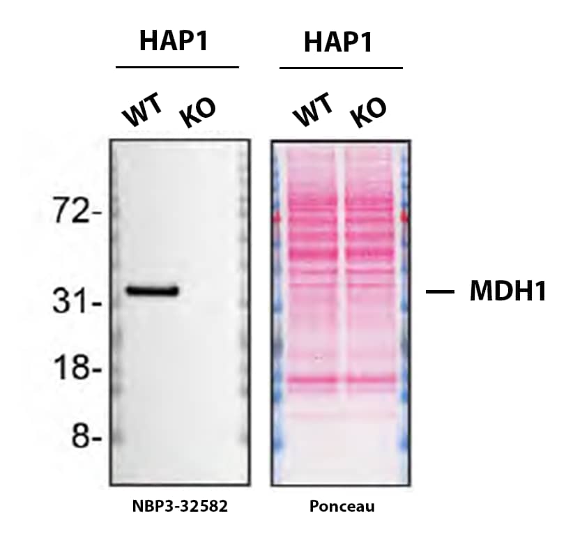Western Blot MDH1 Antibody (JE35-03)