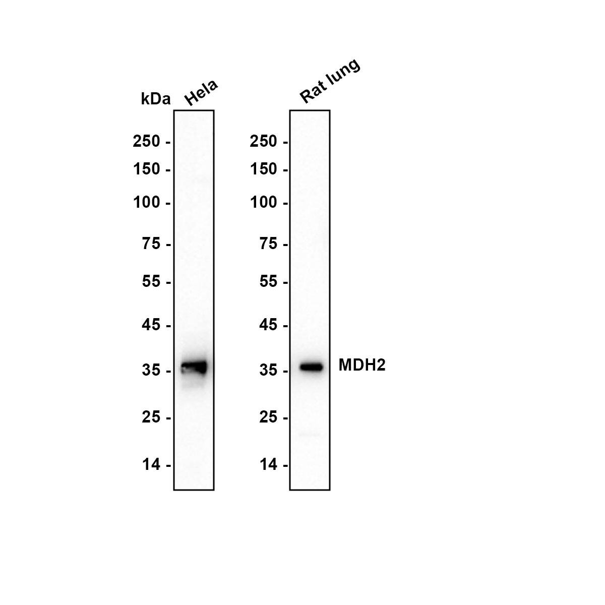 Western blot analysis on different lysates with NBP3-32583 at 1/5,000 dilution. Lane 1: Hela cell lysate Lane 2: Rat lung tissue lysate Lysates/proteins at 10 µg/Lane. Exposure time: 10 seconds Blocking: 5% NFDM/TBST, 1 hour at room temperature Primary antibody: NBP3-32583, 1/5,000 in primary antibody dilution buffer, overnight at 4 ℃ Secondary antibody: Goat Anti-Rabbit IgG [HRP] Secondary Antibody, 1/50,000 in 5% NFDM/TBST, 1 hour at room temperature Predicted band size: 36 kDa Observed band size: 36 kDa