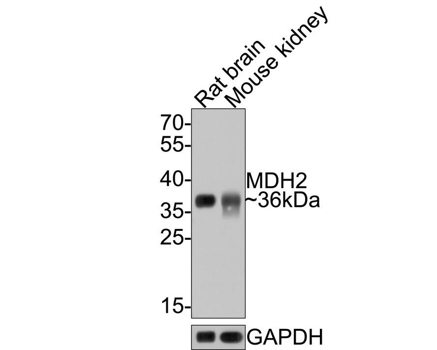 Western blot analysis on different lysates with NBP3-32583 at 1/1,000 dilution. Lane 1: Rat brain tissue lysate Lane 2: Mouse kidney tissue lysate Lysates/proteins at 20 µg/Lane. Predicted band size: 36 kDa Observed band size: 36 kDa Exposure time: 1 minute; 12% SDS-PAGE gel. Proteins were transferred to a PVDF membrane and blocked with 5% NFDM/TBST for 1 hour at room temperature. NBP3-32583 at 1/1,000 dilution was used in 5% NFDM/TBST at room temperature for 2 hours. Goat Anti-Rabbit IgG [HRP] Secondary Antibody at 1/50,000 dilution was used for 1 hour at room temperature.