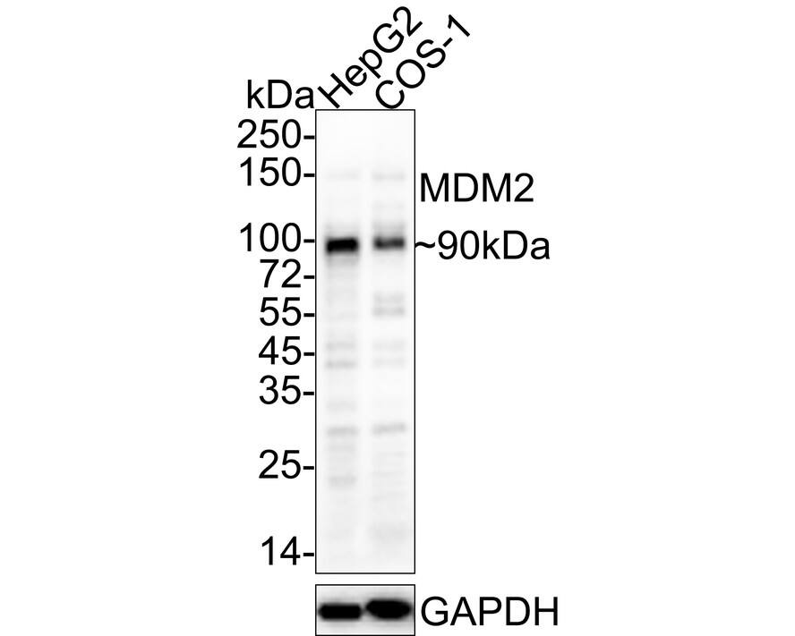 Western blot analysis on different lysates with NBP3-32584 at 1/1,000 dilution. Lane 1: HepG2 cell lysate Lane 2: COS-1cell lysate Lysates/proteins at 20 µg/Lane. Predicted band size: 55 kDa Observed band size: 90 kDa Exposure time: 46 seconds; 4-20% SDS-PAGE gel. Proteins were transferred to a PVDF membrane and blocked with 5% NFDM/TBST for 1 hour at room temperature. NBP3-32584 at 1/1,000 dilution was used in 5% NFDM/TBST at 4℃ overnight. Anti-Mouse IgG Secondary Antibody at 1/5,000 dilution was used for 1 hour at room temperature.
