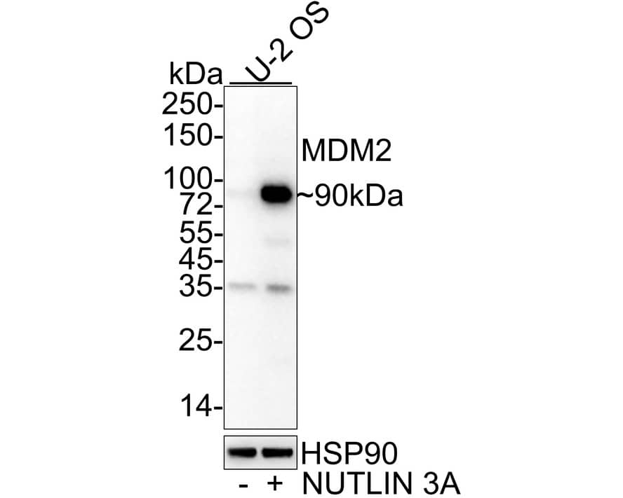 Western Blot: MDM2/HDM2 Antibody (A10E11-R) [NBP3-32584] - Western blot analysis of MDM2/HDM2 on different lysates with Mouse anti-MDM2/HDM2 antibody (NBP3-32584) at 1/1,000 dilution. Lane 1: U-2 OS cell lysate Lane 2: U-2 OS treated with 10uM NUTLIN 3A for 24 hours cell lysate Lysates/proteins at 15 ug/Lane. Predicted band size: 55 kDa Observed band size: 90 kDa Exposure time: 3 minutes; 4-20% SDS-PAGE gel. Proteins were transferred to a PVDF membrane and blocked with 5% NFDM/TBST for 1 hour at room temperature. The primary antibody (NBP3-32584) at 1/1,000 dilution was used in 5% NFDM/TBST at 4  overnight. Goat Anti-Mouse IgG - HRP Secondary Antibody at 1/50,000 dilution was used for 1 hour at room temperature.