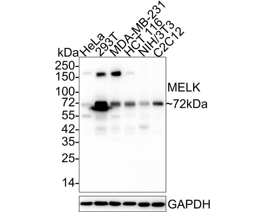 Western Blot: MELK Antibody (PSH03-55) [NBP3-32587] - Western blot analysis of MELK on different lysates with Rabbit anti-MELK antibody (NBP3-32587) at 1/2,000 dilution. Lane 1: HeLa cell lysate Lane 2: 293T cell lysate Lane 3: MDA-MB-231 cell lysate Lane 4: HCT 116 cell lysate Lane 5: NIH/3T3 cell lysate Lane 6: C2C12 cell lysate Lysates/proteins at 30 ug/Lane. Predicted band size: 75 kDa Observed band size: 72 kDa Exposure time: 2 minutes; 4-20% SDS-PAGE gel. Proteins were transferred to a PVDF membrane and blocked with 5% NFDM/TBST for 1 hour at room temperature. The primary antibody (NBP3-32587) at 1/2,000 dilution was used in 5% NFDM/TBST at 4  overnight. Goat Anti-Rabbit IgG - HRP Secondary Antibody at 1/100,000 dilution was used for 1 hour at room temperature.