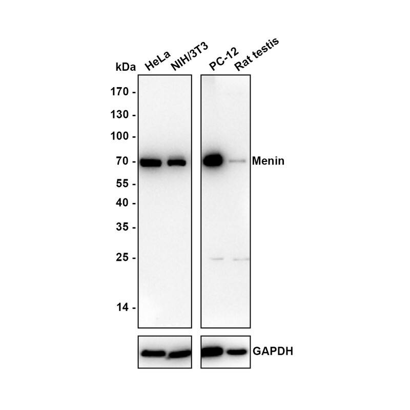 Western blot analysis on different lysates with NBP3-32588 at 1/1,000 dilution. Lane 1: HeLa (Human cervical adenocarcinoma cell) cell lysate Lane 2: NIH/3T3 (Mouse fibroblast) cell lysate Lane 3: PC-12 (Rat pheochromocytoma cell (undifferentiated)) cell lysate Lane 4: Rat testis tissue lysate Lysates/proteins at 20 µg/Lane. Exposure time: 3 minutes Blocking: 5% NFDM/TBST, 1 hour at room temperature Primary antibody: NBP3-32588, 1/1,000 in 5% NFDM/TBST, overnight at 4 ℃ Secondary antibody: Goat Anti-Rabbit IgG [HRP] Secondary Antibody, 1/50,000 in 5% NFDM/TBST, 1 hour at room temperature Predicted band size: 68 kDa Observed band size: 68 kDa