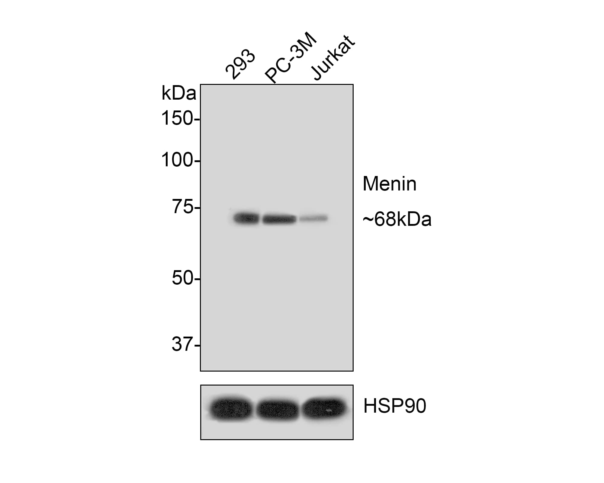 Western Blot: Menin Antibody (JE30-97) [NBP3-32588] - Western blot analysis of Menin on different lysates with Rabbit anti-Menin antibody (NBP3-32588) at 1/500 dilution. Lane 1: 293 cell lysate Lane 2: PC-3M cell lysate Lane 3: Jurkat cell lysate Lysates/proteins at 10 ug/Lane. Predicted band size: 68 kDa Observed band size: 68 kDa Exposure time: 2 minutes; 8% SDS-PAGE gel. Proteins were transferred to a PVDF membrane and blocked with 5% NFDM/TBST for 1 hour at room temperature. The primary antibody (NBP3-32588) at 1/500 dilution was used in 5% NFDM/TBST at room temperature for 2 hours. Goat Anti-Rabbit IgG - HRP Secondary Antibody at 1:200,000 dilution was used for 1 hour at room temperature.