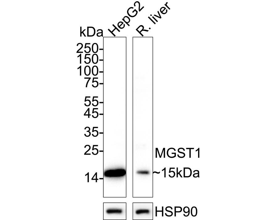 Western blot analysis on different lysates with NBP3-32594 at 1/1,000 dilution. Lane 1: HepG2 cell lysate (20 µg/Lane) Lane 2: Rat liver tissue lysate (40 µg/Lane) Predicted band size: 18 kDa Observed band size: 15 kDa Exposure time: 25 seconds;  4-20% SDS-PAGE gel. Proteins were transferred to a PVDF membrane and blocked with 5% NFDM/TBST for 1 hour at room temperature. NBP3-32594 at 1/1,000 dilution was used in 5% NFDM/TBST at 4℃ overnight. Goat anti-Mouse IgG [HRP] at 1/50,000 dilution was used for 1 hour at room temperature.