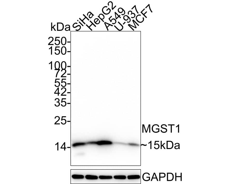 Western Blot: Microsomal Glutathione S-transferase 1 Antibody (14H2-R) [NBP3-32594] - Western blot analysis of Microsomal Glutathione S-transferase 1 on different lysates with Mouse anti-Microsomal Glutathione S-transferase 1 antibody (NBP3-32594) at 1/1,000 dilution. Lane 1: SiHa cell lysate Lane 2: HepG2 cell lysate Lane 3: A549 cell lysate Lane 4: U-937 cell lysate Lane 5: MCF7 cell lysate Lysates/proteins at 20 ug/Lane. Predicted band size: 18 kDa Observed band size: 15 kDa Exposure time: 10 seconds; 4-20% SDS-PAGE gel. Proteins were transferred to a PVDF membrane and blocked with 5% NFDM/TBST for 1 hour at room temperature. The primary antibody (NBP3-32594) at 1/1,000 dilution was used in 5% NFDM/TBST at 4  overnight. Goat Anti-Mouse IgG - HRP Secondary Antibody at 1/50,000 dilution was used for 1 hour at room temperature.