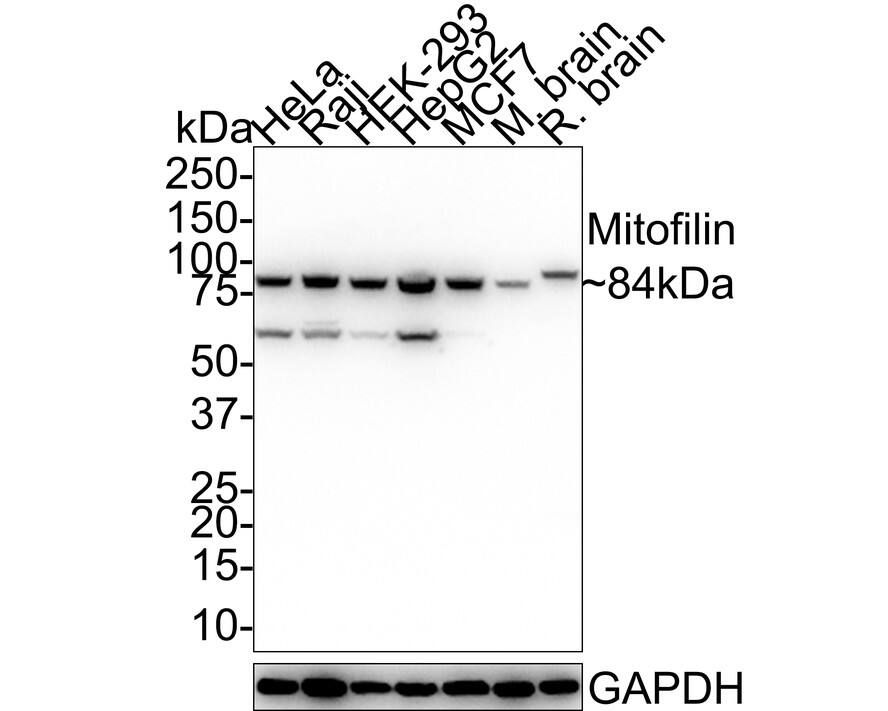 Western blot analysis on different lysates with NBP3-32596 at 1/5,000 dilution. Lane 1: HeLa cell lysate Lane 2: Raji cell lysate Lane 3: HEK-293 cell lysate Lane 4: HepG2 cell lysate Lane 5: MCF7 cell lysate Lane 6: Mouse brain tissue lysate Lane 7: Rat brain tissue lysate Lysates/proteins at 30 µg/Lane. Predicted band size: 84 kDa Observed band size: 84 kDa Exposure time: 24 seconds; 4-20% SDS-PAGE gel. Proteins were transferred to a PVDF membrane and blocked with 5% NFDM/TBST for 1 hour at room temperature. NBP3-32596 at 1/5,000 dilution was used in 5% NFDM/TBST at room temperature for 2 hours. Goat Anti-Rabbit IgG [HRP] Secondary Antibody at 1:100,000 dilution was used for 1 hour at room temperature.