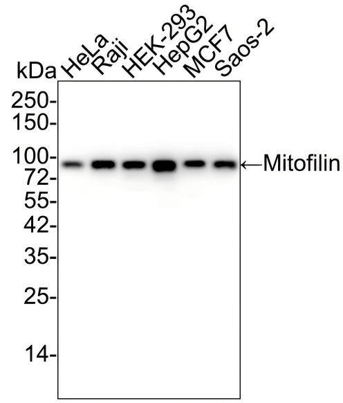 Western blot analysis on different lysates with NBP3-32597 at 1/100,000 dilution and competitor's antibody at 1/2,000 dilution. Lane 1: HeLa cell lysate Lane 2: Raji cell lysate Lane 3: HEK-293 cell lysate Lane 4: HepG2 cell lysate Lane 5: MCF7 cell lysate Lane 6: Saos-2 cell lysate Lysates/proteins at 15 µg/Lane. Predicted band size: 84 kDa Observed band size: 84 kDa Exposure time: 21 seconds;  4-20% SDS-PAGE gel. Proteins were transferred to a PVDF membrane and blocked with 5% NFDM/TBST for 1 hour at room temperature. NBP3-32597 at 1/100,000 dilution and competitor's antibody at 1/2,000 dilution were used in 5% NFDM/TBST at 4℃ overnight. Goat Anti-Rabbit IgG [HRP] Secondary Antibody at 1/50,000 dilution was used for 1 hour at room temperature.