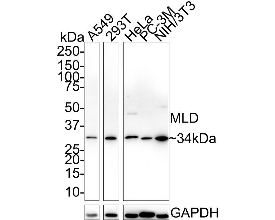 Western Blot DEGS1 Antibody (PSH02-54)