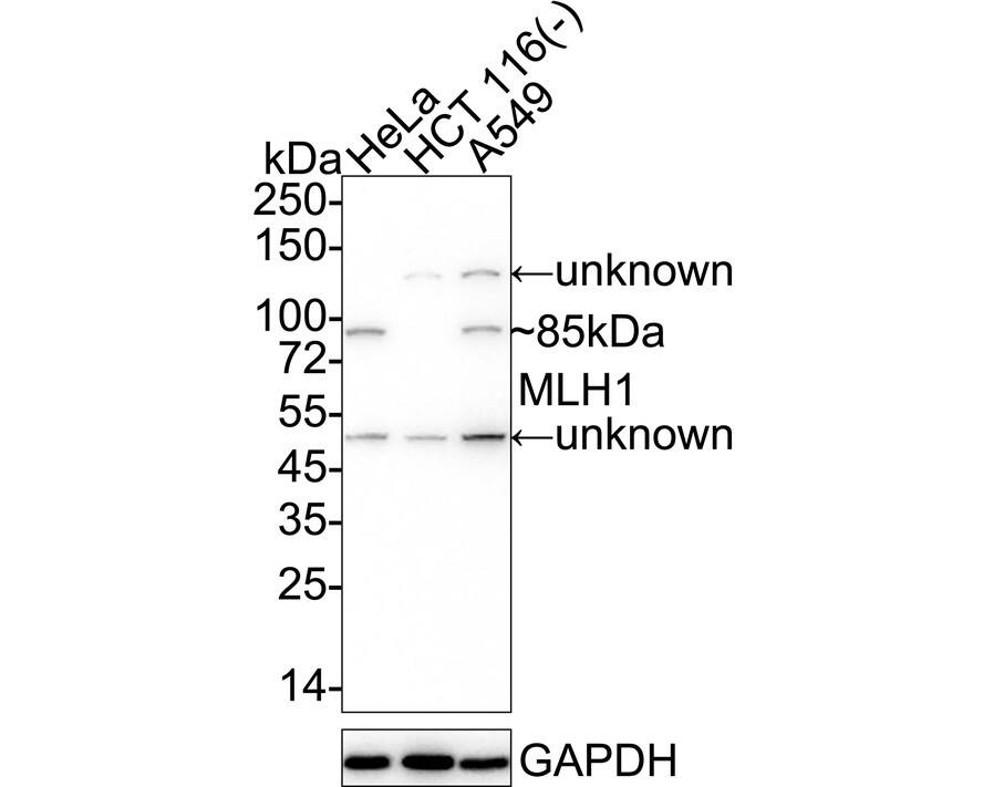 Western blot analysis on different lysates with NBP3-32599 at 1/2,000 dilution. Lane 1: HeLa cell lysate Lane 2: HCT 116 cell lysate (negative) Lane 3: A549 cell lysate Lysates/proteins at 15 µg/Lane. Predicted band size: 85 kDa Observed band size: 85 kDa Exposure time: 2 minutes;  4-20% SDS-PAGE gel. Proteins were transferred to a PVDF membrane and blocked with 5% NFDM/TBST for 1 hour at room temperature. NBP3-32599 at 1/2,000 dilution was used in 5% NFDM/TBST at 4℃ overnight. Goat Anti-Rabbit IgG [HRP] Secondary Antibody at 1/50,000 dilution was used for 1 hour at room temperature.