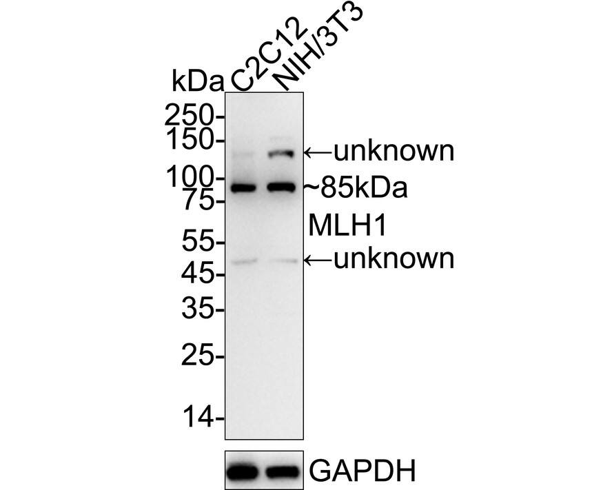Western blot analysis on different lysates with NBP3-32599 at 1/2,000 dilution. Lane 1: C2C12 cell lysate Lane 2: NIH/3T3 cell lysate Lysates/proteins at 30 µg/Lane. Predicted band size: 85 kDa Observed band size: 85 kDa Exposure time: 1 minute;  4-20% SDS-PAGE gel. Proteins were transferred to a PVDF membrane and blocked with 5% NFDM/TBST for 1 hour at room temperature. NBP3-32599 at 1/2,000 dilution was used in 5% NFDM/TBST at 4℃ overnight. Goat Anti-Rabbit IgG [HRP] Secondary Antibody at 1/50,000 dilution was used for 1 hour at room temperature.