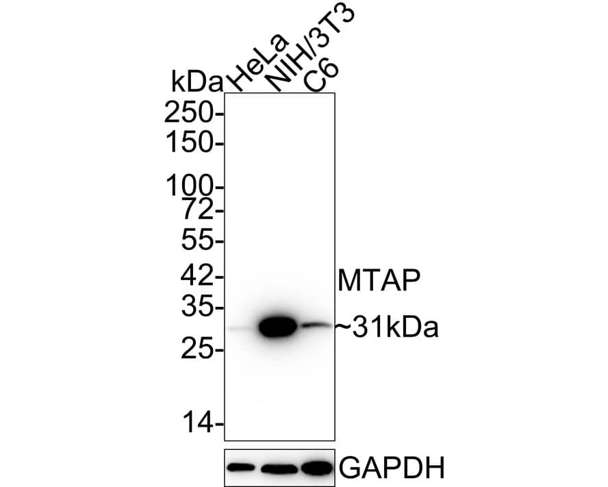 Western blot analysis on different lysates with NBP3-32610 at 1/1,000 dilution. Lane 1: HeLa cell lysate Lane 2: NIH/3T3 cell lysate Lane 3: C6 cell lysate Lysates/proteins at 20 µg/Lane. Predicted band size: 31 kDa Observed band size: 31 kDa Exposure time: 24 seconds; 4-20% SDS-PAGE gel. Proteins were transferred to a PVDF membrane and blocked with 5% NFDM/TBST for 1 hour at room temperature. NBP3-32610 at 1/1,000 dilution was used in 5% NFDM/TBST at 4℃ overnight. Goat Anti-Rabbit IgG [HRP] Secondary Antibody at 1/50,000 dilution was used for 1 hour at room temperature.