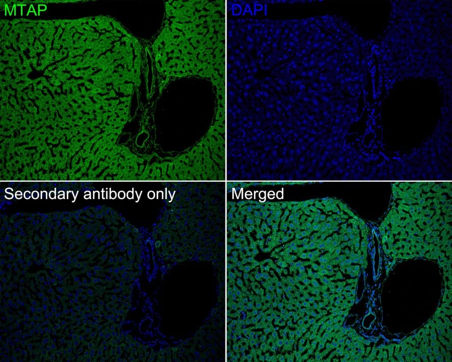 Immunohistochemistry: MTAP Antibody (JE63-74) [NBP3-32610] - Immunofluorescence analysis of paraffin-embedded mouse liver tissue labeling MTAP with Rabbit anti-MTAP antibody (NBP3-32610) at 1/200 dilution. The section was pre-treated using heat mediated antigen retrieval with sodium citrate buffer (pH 6.0) for 2 minutes. The tissues were blocked in 10% negative goat serum for 1 hour at room temperature, washed with PBS, and then probed with the primary antibody (NBP3-32610, green) at 1/200 dilution overnight at 4 ℃, washed with PBS. Goat Anti-Rabbit IgG H&L (iFluor™ 488) was used as the secondary antibody at 1/1,000 dilution. Nuclei were counterstained with DAPI (blue).