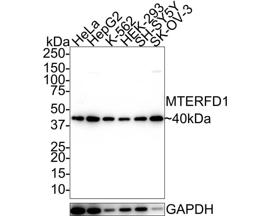 Western Blot: MTERFD1 Antibody (A8-A10-R) [NBP3-32611] - Western blot analysis of MTERFD1 on different lysates with Mouse anti-MTERFD1 antibody (NBP3-32611) at 1/1,000 dilution. Lane 1: HeLa cell lysate Lane 2: HepG2 cell lysate Lane 3: K-562 cell lysate Lane 4: HEK-293 cell lysate Lane 5: SH-SY5Y cell lysate Lane 6: SK-OV-3 cell lysate Lysates/proteins at 20 ug/Lane. Predicted band size: 48 kDa Observed band size: 40 kDa Exposure time: 3 minutes; 4-20% SDS-PAGE gel. Proteins were transferred to a PVDF membrane and blocked with 5% NFDM/TBST for 1 hour at room temperature. The primary antibody (NBP3-32611) at 1/1,000 dilution was used in 5% NFDM/TBST at 4  overnight. Goat Anti-Mouse IgG - HRP Secondary Antibody at 1/50,000 dilution was used for 1 hour at room temperature.