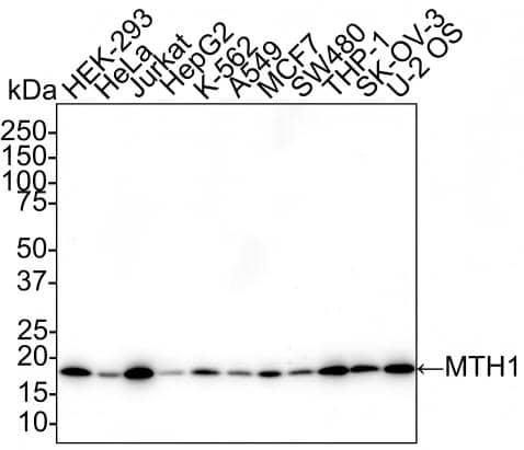 Western Blot MTH1 Antibody (PSH02-40)