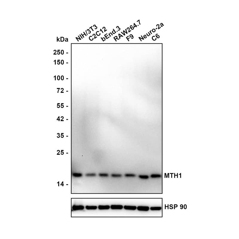 Western Blot MTH1 Antibody (PSH02-40)