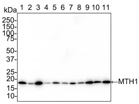 Western Blot: MTH1 Antibody (PSH02-40) [NBP3-32612] - Western blot analysis of MTH1 on different lysates with Rabbit anti-MTH1 antibody (NBP3-32612) at 1/1,000 dilution. Lane 1: HEK-293 cell lysate Lane 2: HeLa cell lysate Lane 3: Jurkat cell lysate Lane 4: HepG2 cell lysate Lane 5: K-562 cell lysate Lane 6: A549 cell lysate Lane 7: MCF7 cell lysate Lane 8: SW480 cell lysate Lane 9: THP-1 cell lysate Lane 10: SK-OV-3 cell lysate Lane 11: U-2 OS cell lysate Lysates/proteins at 20 µg/Lane. Predicted band size: 18 kDa Observed band size: 18 kDa Exposure time: 5 minutes; 4-20% SDS-PAGE gel. Proteins were transferred to a PVDF membrane and blocked with 5% NFDM/TBST for 1 hour at room temperature. The primary antibody at 1/1,000 dilution was used in 5% NFDM/TBST at 4℃ overnight. Goat Anti-Rabbit IgG - HRP Secondary Antibody at 1/50,000 dilution was used for 1 hour at room temperature.