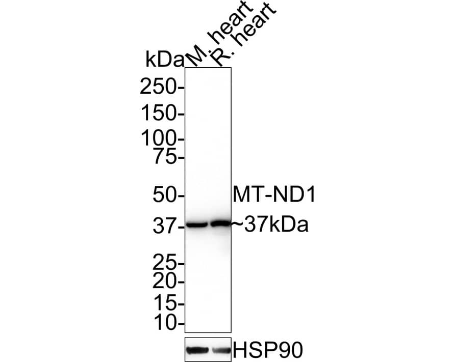 Western Blot: MT-ND1 Antibody (JE34-93) [NBP3-32613] - Western blot analysis of MT-ND1 on different lysates with Rabbit anti-MT-ND1 antibody (NBP3-32613) at 1/1,000 dilution. Lane 1: Mouse heart tissue lysate Lane 2: Rat heart tissue lysate Lysates/proteins at 30 ug/Lane. Predicted band size: 36 kDa Observed band size: 37 kDa Exposure time: 43 seconds; 4-20% SDS-PAGE gel. Proteins were transferred to a PVDF membrane and blocked with 5% NFDM/TBST for 1 hour at room temperature. The primary antibody (NBP3-32613) at 1/1,000 dilution was used in 5% NFDM/TBST at 4  overnight. Goat Anti-Rabbit IgG - HRP Secondary Antibody at 1:100,000 dilution was used for 1 hour at room temperature.