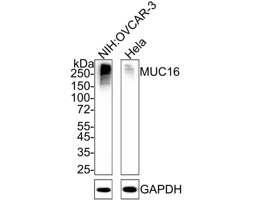 Western blot analysis on different lysates with NBP3-32614 at 1/1,000 dilution. Lane 1: NIH:OVCAR-3 cell lysate Lane 2: HeLa cell lysate Lysates/proteins at 20 µg/Lane. Predicted band size: 1519 kDa Exposure time: 25 seconds; 4-20% SDS-PAGE gel. Proteins were transferred to a PVDF membrane and blocked with 5% NFDM/TBST for 1 hour at room temperature. NBP3-32614 at 1/1,000 dilution was used in 5% NFDM/TBST at 4℃ overnight. Goat Anti-Rabbit IgG [HRP] Secondary Antibody at 1/50,000 dilution was used for 1 hour at room temperature.