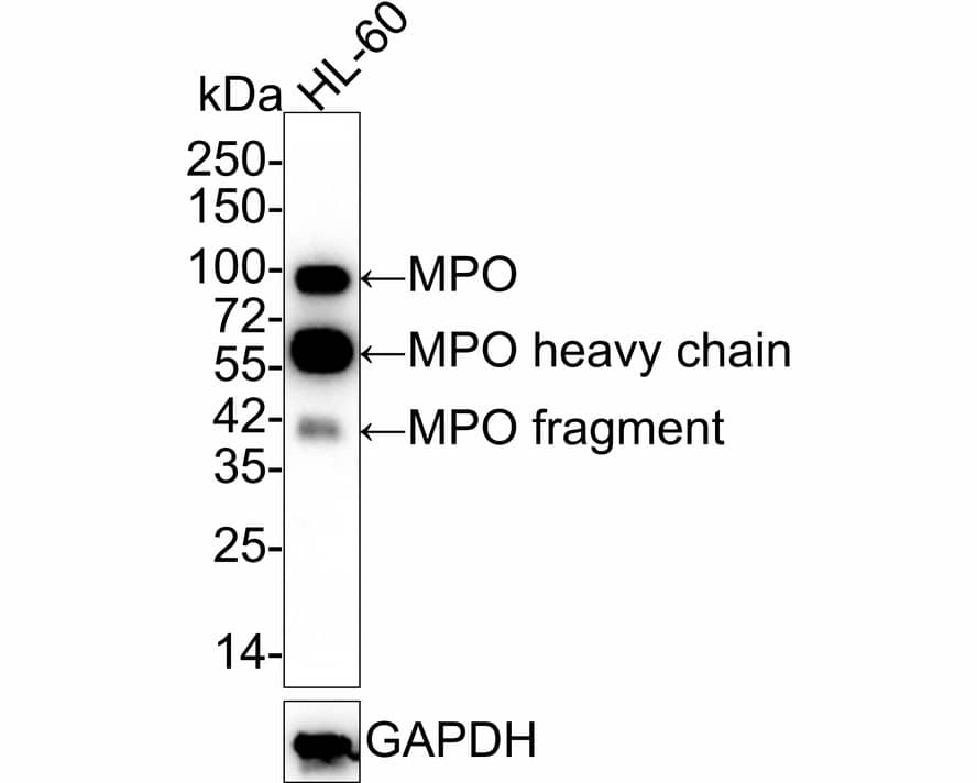 Western Blot: Myeloperoxidase/MPO Antibody (A1F2-R) [NBP3-32623] - Western blot analysis of Myeloperoxidase/MPO on HL-60 cell lysates with Mouse anti-Myeloperoxidase/MPO antibody (NBP3-32623) at 1/1,000 dilution. Lysates/proteins at 20 ug/Lane. Predicted band size: 84 kDa Observed band size: 84/55/37 kDa Exposure time: 1 minute 40 seconds; 4-20% SDS-PAGE gel. Proteins were transferred to a PVDF membrane and blocked with 5% NFDM/TBST for 1 hour at room temperature. The primary antibody (NBP3-32623) at 1/1,000 dilution was used in 5% NFDM/TBST at room temperature for 2 hours. Goat Anti-Mouse IgG - HRP Secondary Antibody at 1/50,000 dilution was used for 1 hour at room temperature.