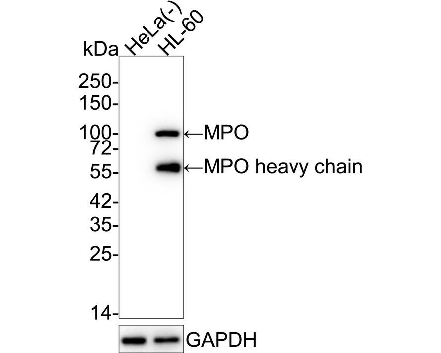 Western blot analysis on different lysates with NBP3-32624 at 1/5,000 dilution. Lane 1: HeLa cell lysate (negative) Lane 2: HL-60 cell lysate Lysates/proteins at 20 µg/Lane. Predicted band size: 84 kDa Observed band size: 100/55 kDa Exposure time: 24 seconds; 4-20% SDS-PAGE gel. Proteins were transferred to a PVDF membrane and blocked with 5% NFDM/TBST for 1 hour at room temperature. NBP3-32624 at 1/5,000 dilution was used in 5% NFDM/TBST at 4℃ overnight. Goat Anti-Rabbit IgG [HRP] Secondary Antibody at 1/50,000 dilution was used for 1 hour at room temperature.
