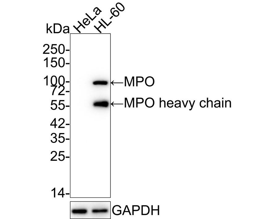 Western Blot: Myeloperoxidase/MPO Antibody (PD00-20) [NBP3-32624] - Western blot analysis of Myeloperoxidase/MPO on different lysates with Rabbit anti-Myeloperoxidase/MPO antibody (NBP3-32624) at 1/5,000 dilution. Lane 1: HeLa cell lysate (negative) Lane 2: HL-60 cell lysate Lysates/proteins at 20 ug/Lane. Predicted band size: 84 kDa Observed band size: 84/55 kDa Exposure time: 24 seconds; 4-20% SDS-PAGE gel. Proteins were transferred to a PVDF membrane and blocked with 5% NFDM/TBST for 1 hour at room temperature. The primary antibody (NBP3-32624) at 1/5,000 dilution was used in 5% NFDM/TBST at 4C overnight. Goat Anti-Rabbit IgG - HRP Secondary Antibody at 1/50,000 dilution was used for 1 hour at room temperature.