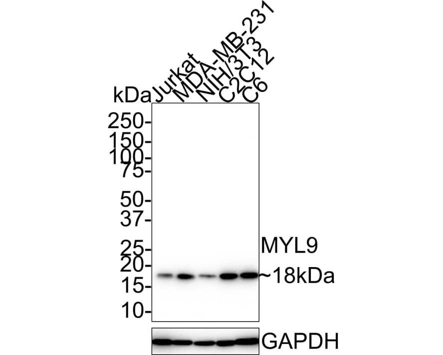 Western blot analysis on different lysates with NBP3-32627 at 1/1,000 dilution. Lane 1: Jurkat cell lysate (20 µg/Lane) Lane 2: MDA-MB-231 cell lysate (20 µg/Lane) Lane 3: NIH/3T3 cell lysate (20 µg/Lane) Lane 4: C2C12 cell lysate (20 µg/Lane) Lane 5: C6 cell lysate (20 µg/Lane) Predicted band size: 20 kDa Observed band size: 18 kDa Exposure time: 2 minutes 45 seconds; 4-20% SDS-PAGE gel. Proteins were transferred to a PVDF membrane and blocked with 5% NFDM/TBST for 1 hour at room temperature. NBP3-32627 at 1/1,000 dilution was used in 5% NFDM/TBST at 4℃ overnight. Goat Anti-Rabbit IgG [HRP] Secondary Antibody at 1/50,000 dilution was used for 1 hour at room temperature.