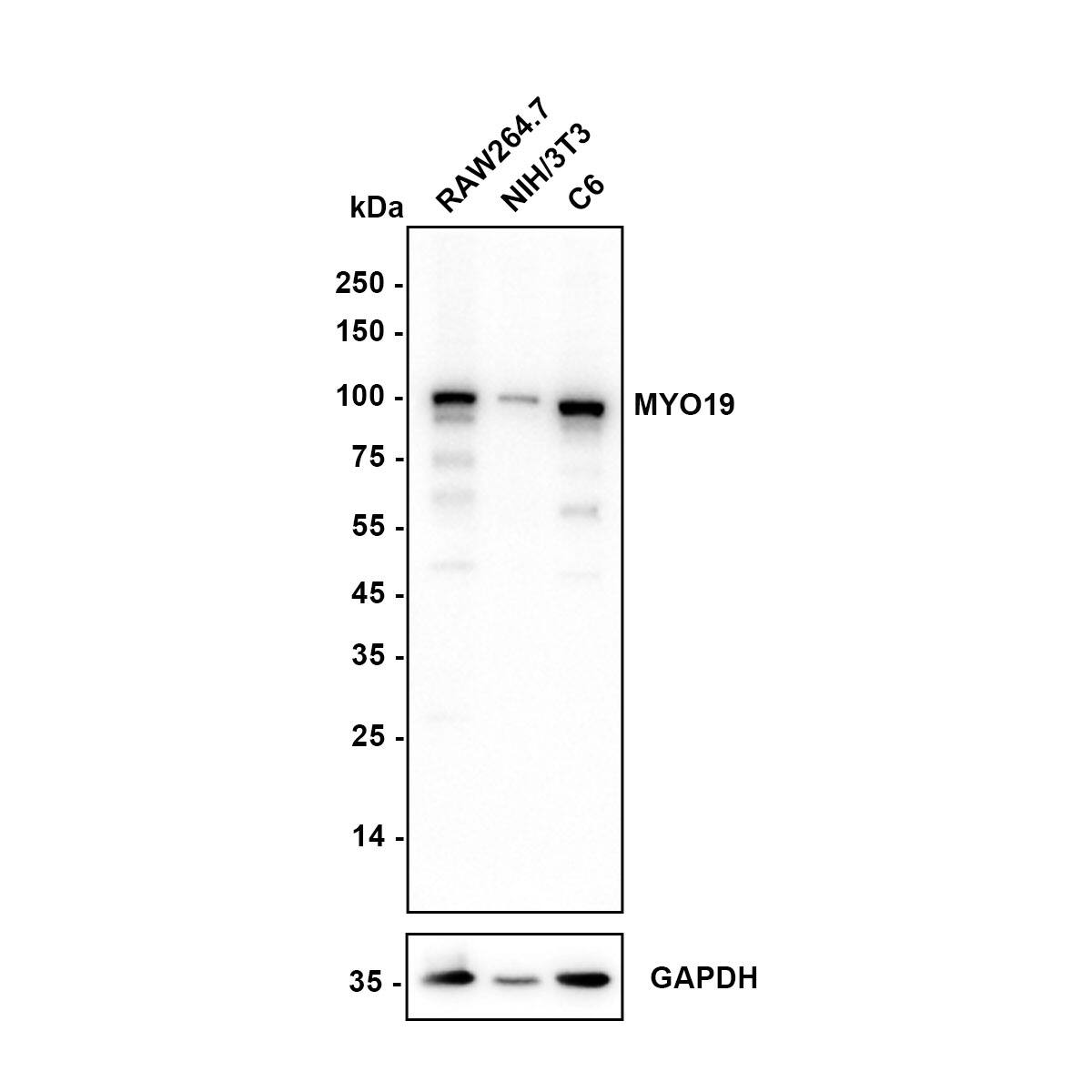 Western Blot MYO19 Antibody (JE64-30)