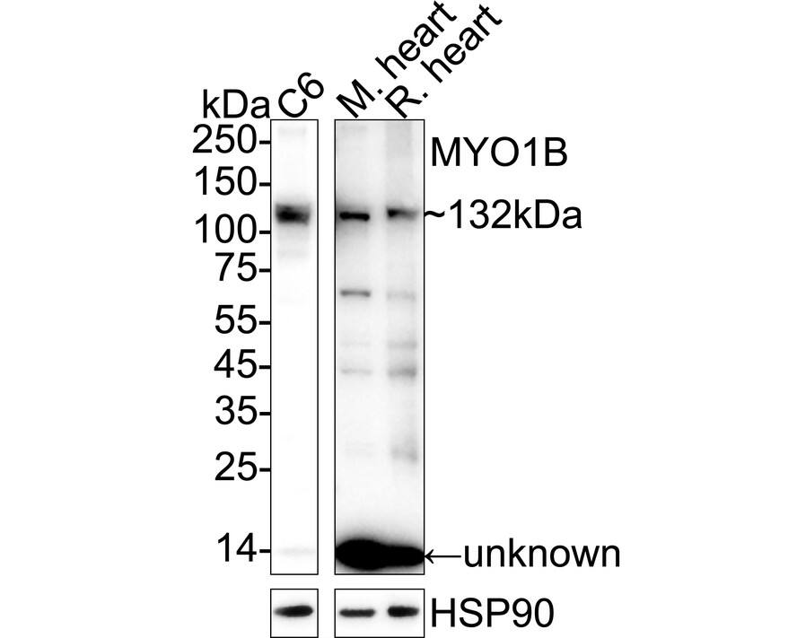 Western Blot Myosin 1B Antibody (JE65-01)