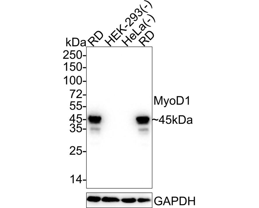 Western blot analysis on different lysates with NBP3-32630 at 1/1,000 dilution. Lane 1: RD cell lysate Lane 2: HEK-293 cell lysate (negative) Lane 3: HeLa cell lysate (negative) Lane 4: RD cell lysate Lysates/proteins at 30 µg/Lane. Predicted band size: 35 kDa Observed band size: 45 kDa Exposure time: 10 seconds;  4-20% SDS-PAGE gel. Proteins were transferred to a PVDF membrane and blocked with 5% NFDM/TBST for 1 hour at room temperature. NBP3-32630 at 1/1,000 dilution was used in 5% NFDM/TBST at 4℃ overnight. Goat Anti-Rabbit IgG [HRP] Secondary Antibody at 1/50,000 dilution was used for 1 hour at room temperature.