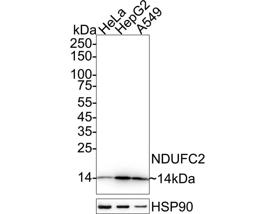 Western blot analysis on different lysates with NBP3-32637 at 1/5,000 dilution. Lane 1: HeLa cell lysate Lane 2: HepG2 cell lysate Lane 3: A549 cell lysate Lysates/proteins at 20 µg/Lane. Predicted band size: 14 kDa Observed band size: 14 kDa Exposure time: 10 seconds;  4-20% SDS-PAGE gel. Proteins were transferred to a PVDF membrane and blocked with 5% NFDM/TBST for 1 hour at room temperature. NBP3-32637 at 1/5,000 dilution was used in primary antibody dilution at 4℃ overnight. Goat Anti-Rabbit IgG [HRP] Secondary Antibody at 1/50,000 dilution was used for 1 hour at room temperature.