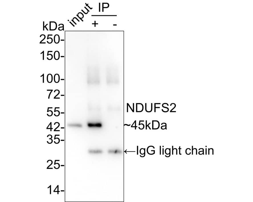 Immunoprecipitation: NDUFS2 Antibody (PSH03-26) [NBP3-32639] - NDUFS2 was immunoprecipitated in 0.2mg HeLa cell lysate with NBP3-32639 at 2 ug/25 ul agarose. Western blot was performed from the immunoprecipitate using NBP3-32639 at 1/2,000 dilution. Anti-Rabbit IgG for IP Nano-secondary antibody at 1/5,000 dilution was used for 1 hour at room temperature. Lane 1: HeLa cell lysate (input) Lane 2: NBP3-32639 IP in HeLa cell lysate Lane 3: Rabbit IgG instead of NBP3-32639 in HeLa cell lysate Blocking/Dilution buffer: 5% NFDM/TBST Exposure time: 43 seconds